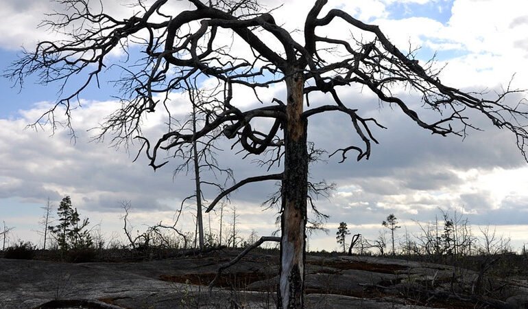 Prevé Chile que reconstrucción por incendios forestales tomará un par de años